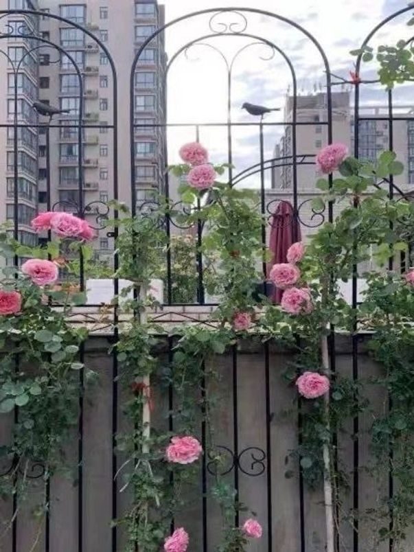 지지대 장미울타리 철제 스탠드 넝쿨 화이트 110cm - 상세 이미지 5