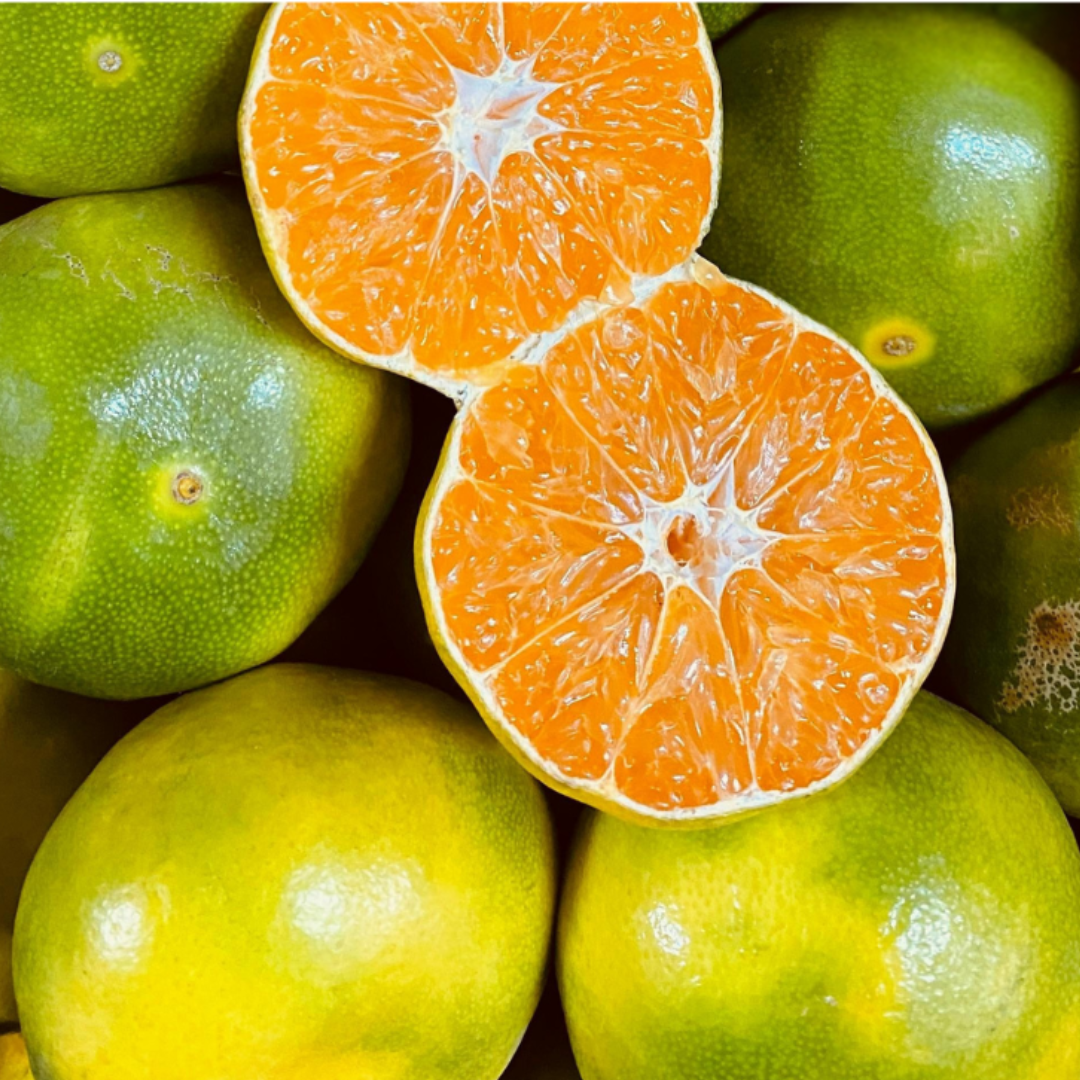 제주도 노지 극조생 제주 서귀포 조생귤 금귤 타이벡 햇 밀감 대과 중과 로얄과 소과