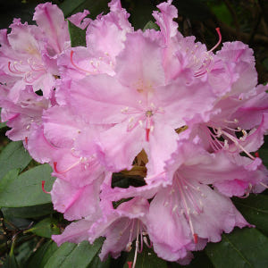 만병초나무 4년 델라라이 5치화분묘 실사용 후기 | 효과 있을까? - 상품 이미지 4