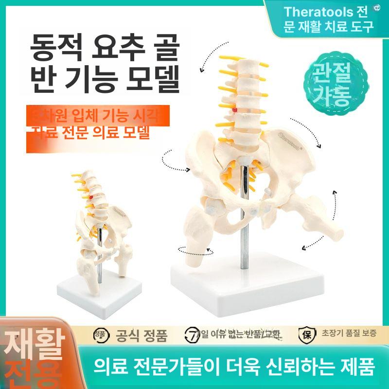 요추뼈 해부학 골반모형 과학 모형 교육 미니형 학교 뼈모형 병원 해골 교구 인체모형 신체 미니형 A - 상세 이미지 2