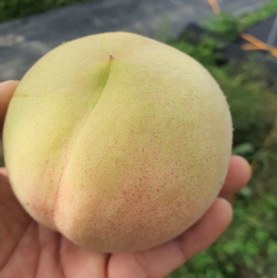 대설백도 1.3kg  아삭하고 쫀득한 복숭아 고당도   겨울 11월 12월 프리미엄 - 상세 이미지 4