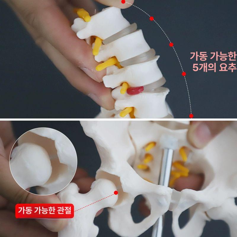 요추뼈 해부학 골반모형 과학 모형 교육 미니형 학교 뼈모형 병원 해골 교구 인체모형 신체 미니형 A - 상세 이미지 3