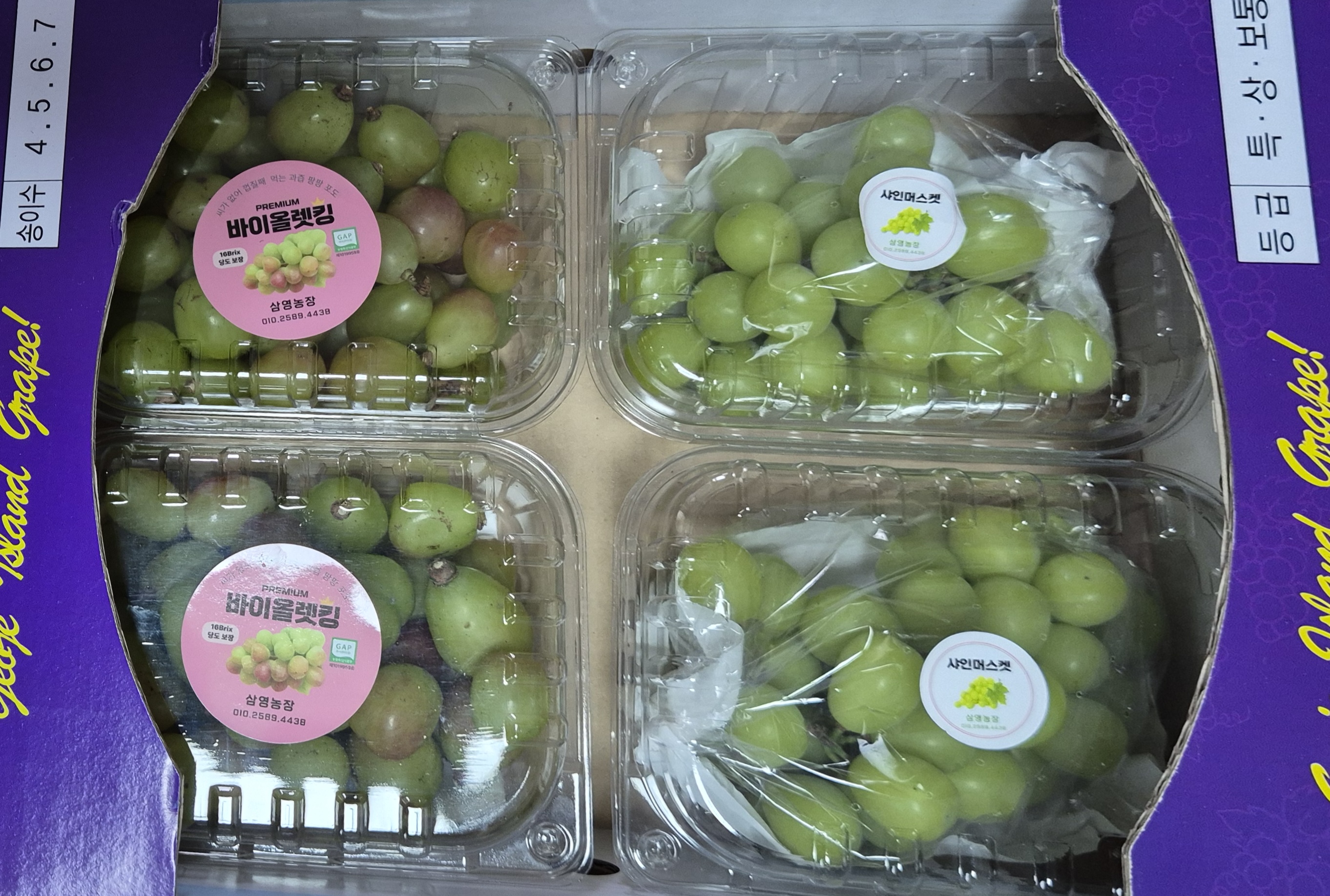 특별 포도 혼합 세트 바이올렛킹 + 샤인머스켓 혼합 1.5kg 경남거제 - 메인 이미지