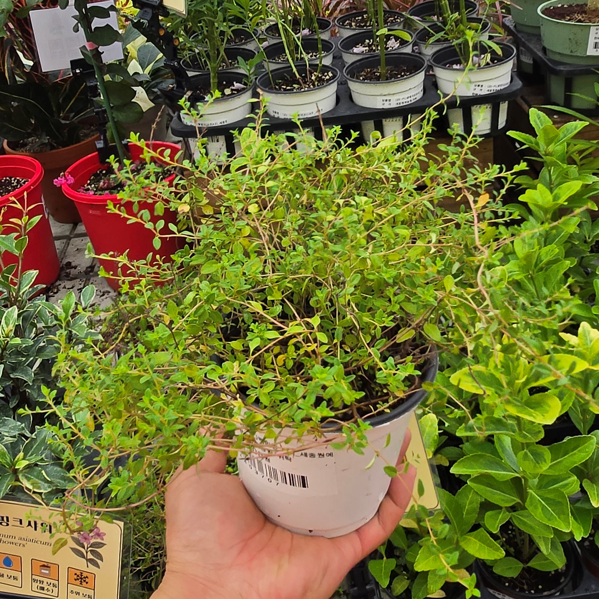 백리향 2년 4치포트묘 다년생 허브식물 이미지 1