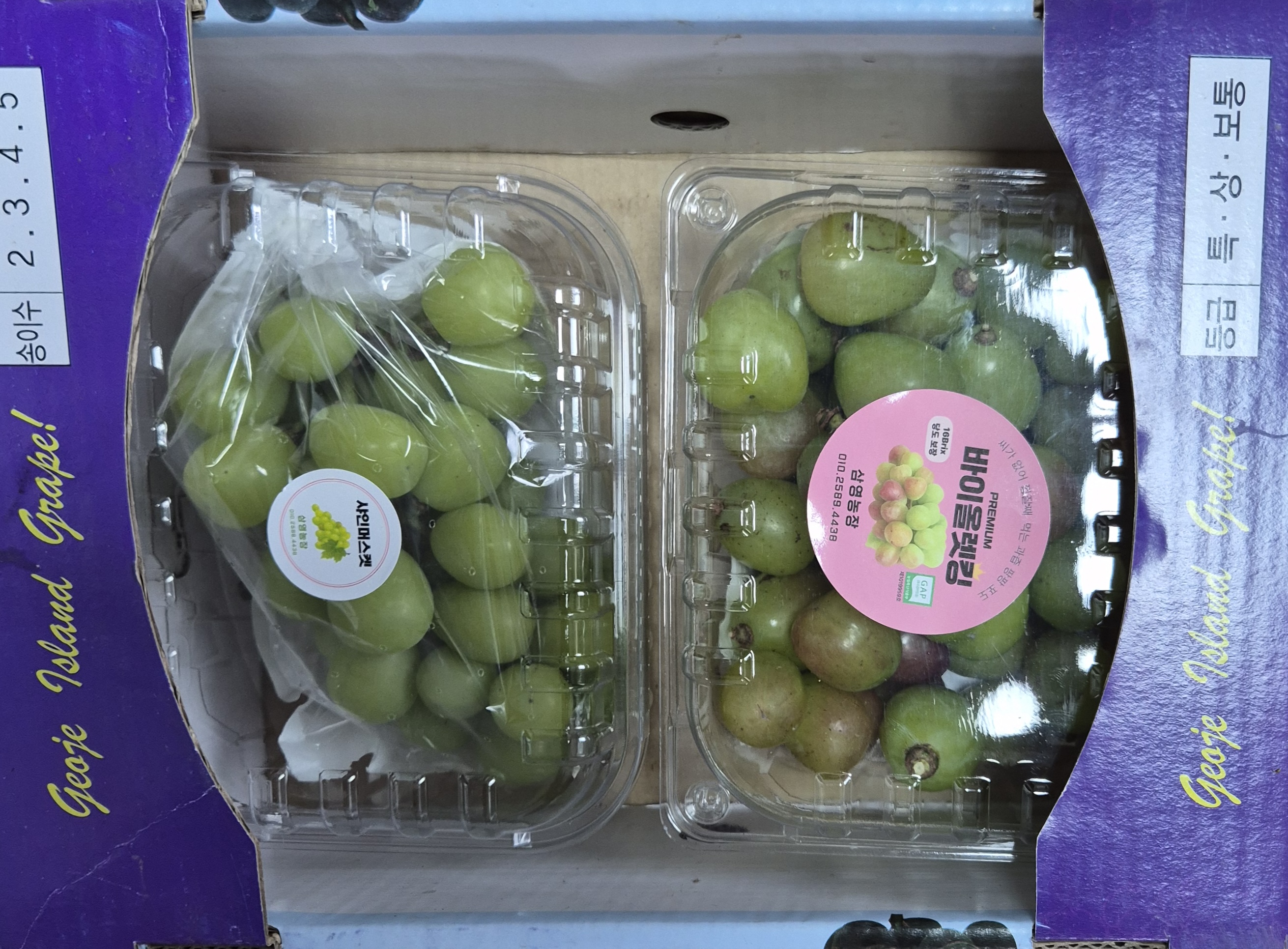 특별 포도 혼합 세트 바이올렛킹 + 샤인머스켓 혼합 1.5kg 경남거제 - 상세 이미지 2