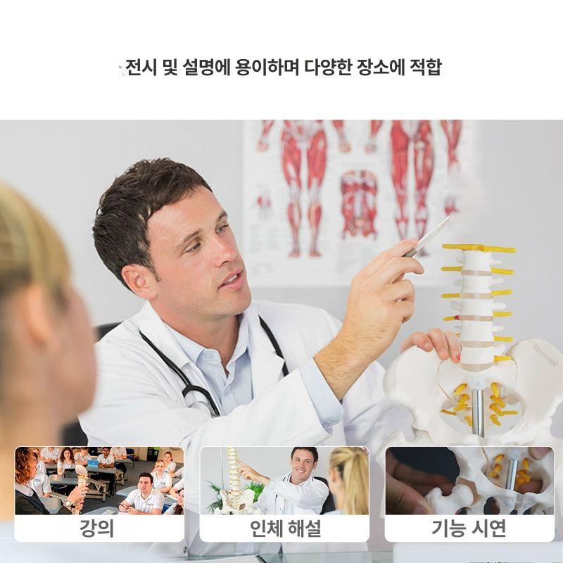 요추뼈 해부학 골반모형 과학 모형 교육 미니형 학교 뼈모형 병원 해골 교구 인체모형 신체 미니형 A - 상세 이미지 5