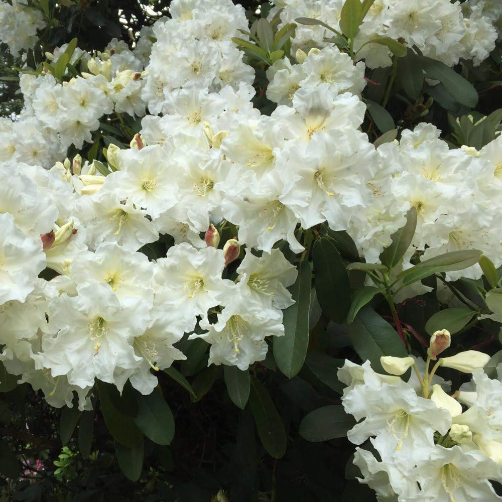 만병초나무 4년 델라라이 5치화분묘 이미지 2