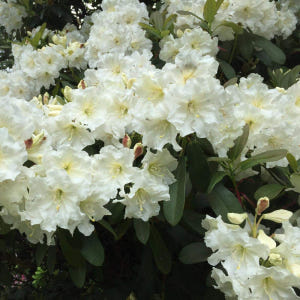 만병초나무 4년 델라라이 5치화분묘 실사용 후기 | 효과 있을까? - 상품 이미지 2