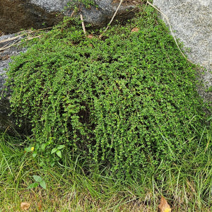 백리향 2년 4치포트묘 다년생 허브식물 실사용 후기 | 효과 있을까? - 상품 이미지 2