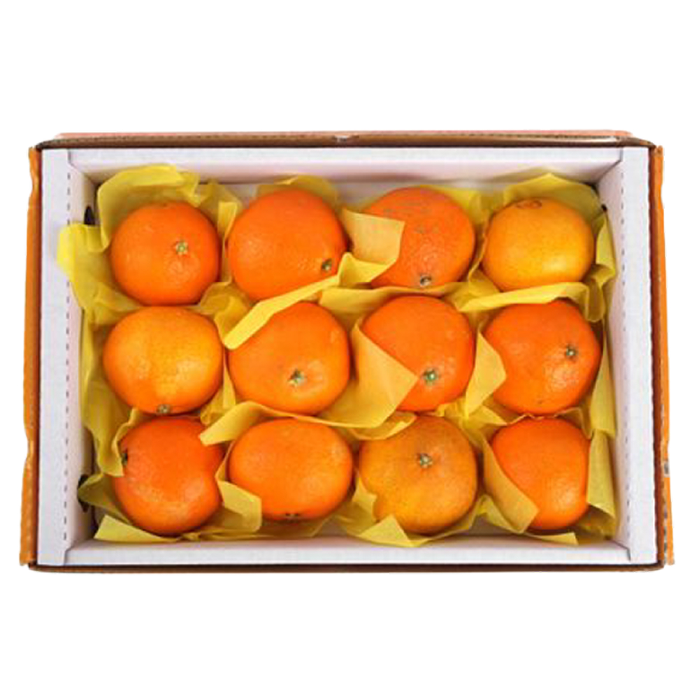 제주도 황금향 3kg 선물세트 제철 선물용 과일 - 상세 이미지 2