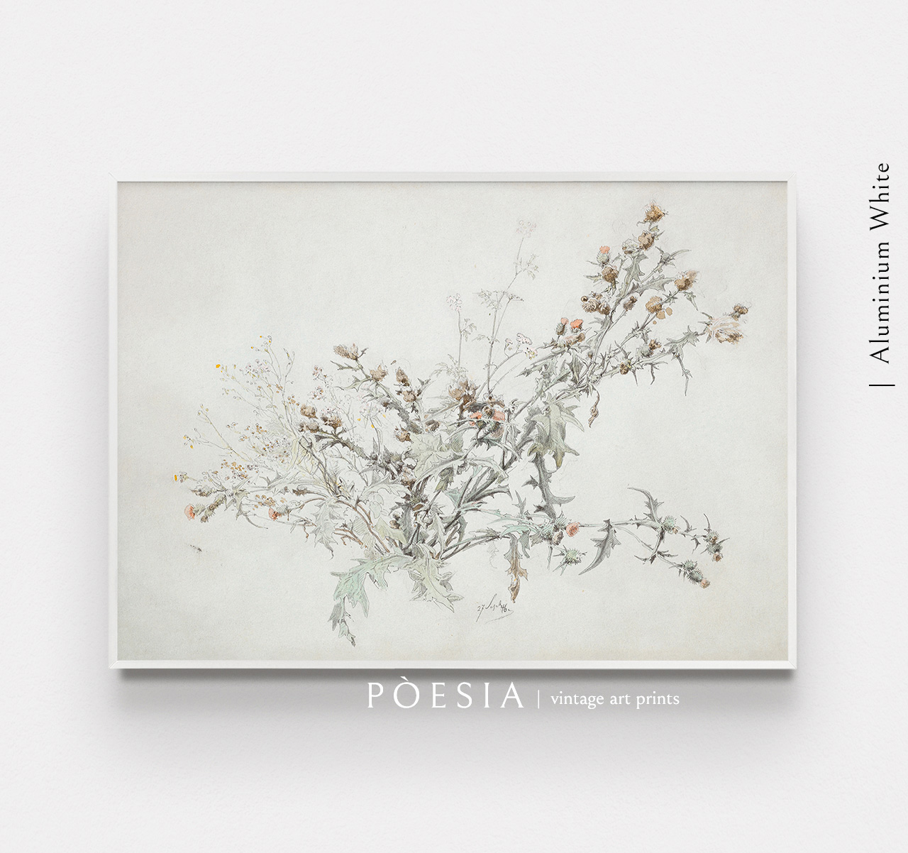 [카를 안톤 그랩] Study of a Flowering Thistle 포스터 액자 포함 이미지 6