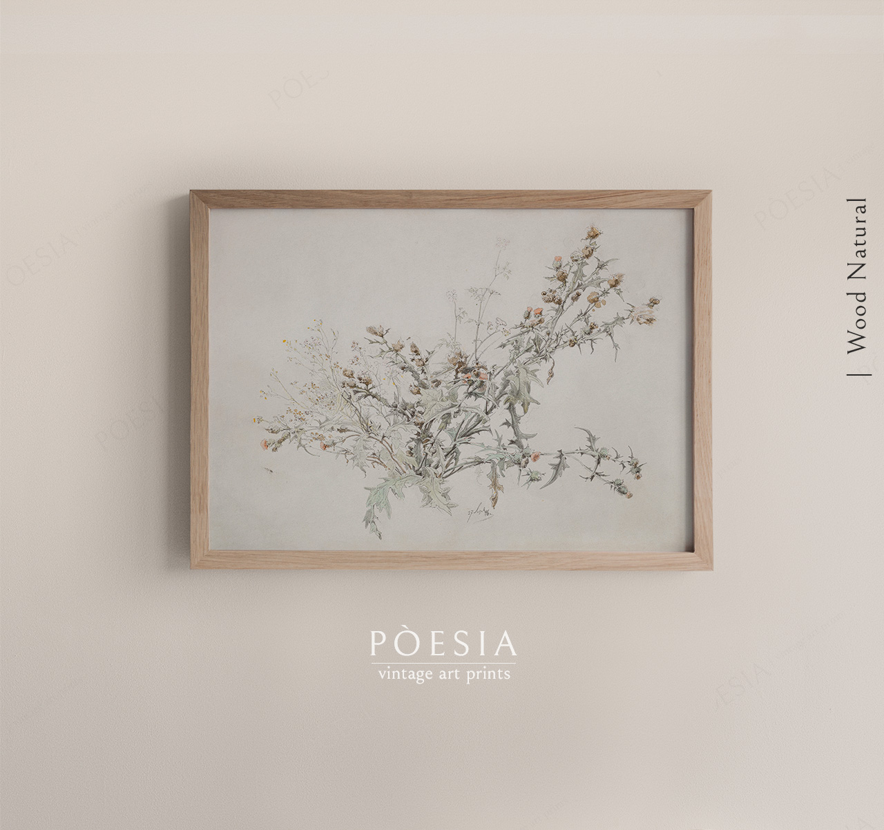 [카를 안톤 그랩] Study of a Flowering Thistle 포스터 액자 포함 - 상세 이미지 3