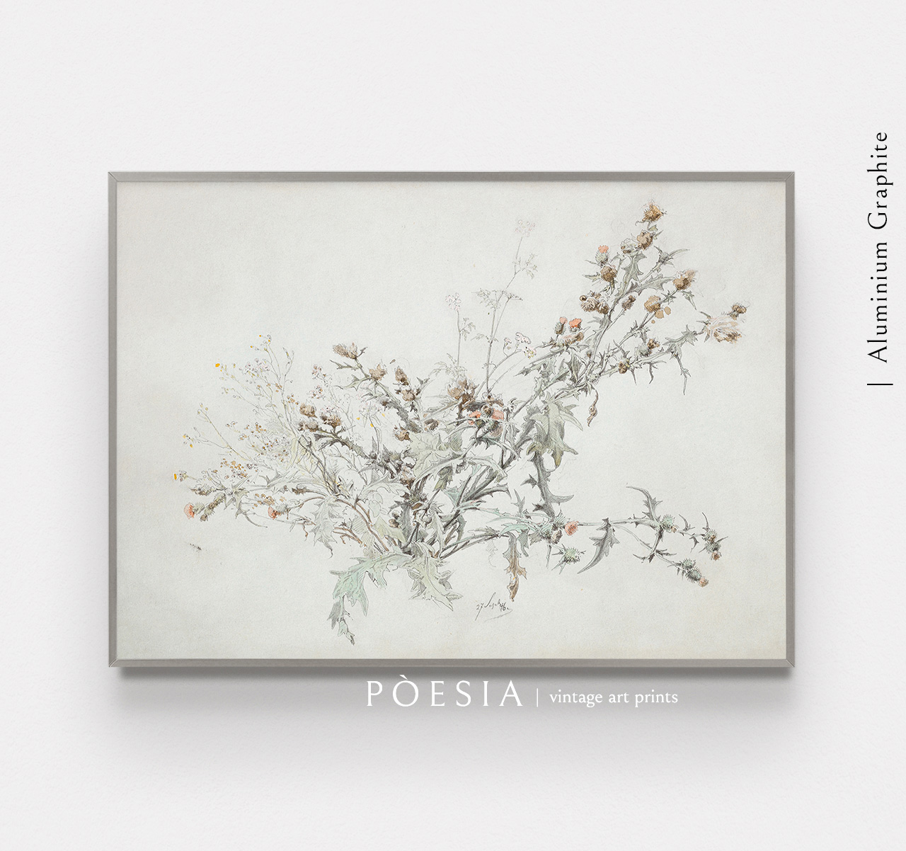 [카를 안톤 그랩] Study of a Flowering Thistle 포스터 액자 포함 - 상세 이미지 4