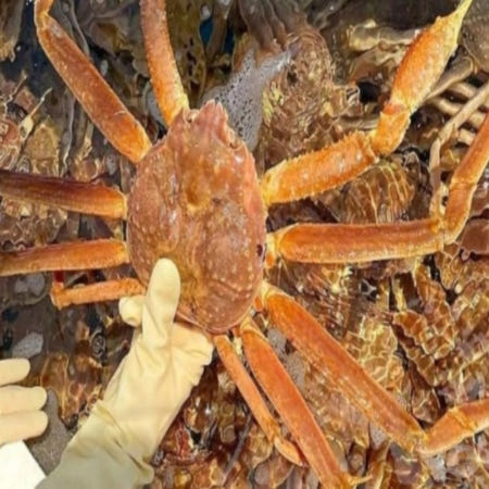 러시아 박달대게 2kg 자숙 수율