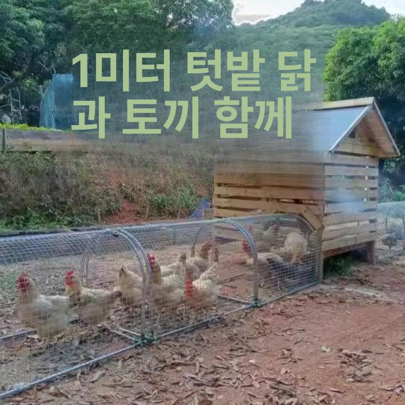 닭장만들기 케이지 철조망 야외 닭 사육장 터널 이동식 닭장 10m 세트 문 2개 포함 - 상세 이미지 4