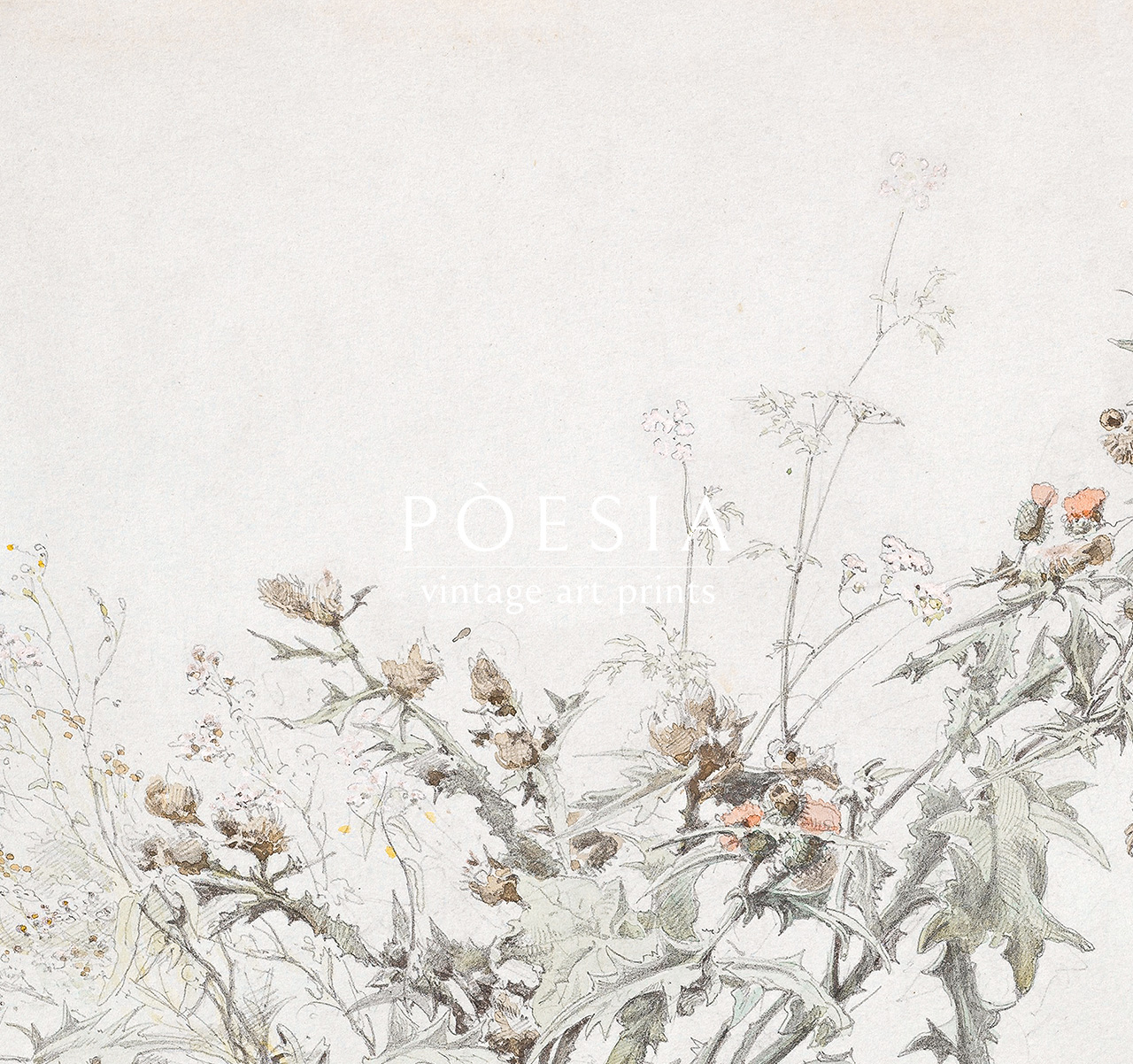 [카를 게오르크 안톤 그랩] Study of a Flowering Thistle 54.9×39.8 cm 매트&액자 포함 - 상세 이미지 3