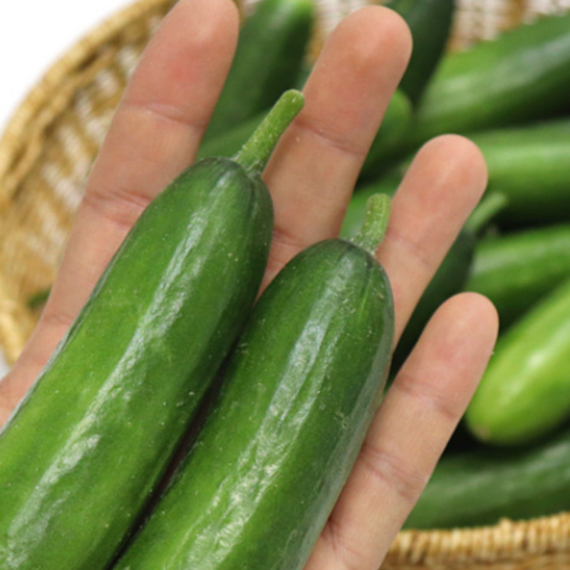 자연가득 아삭아삭 국내산 미니오이 스낵오이 500g-2kg - 상세 이미지 4