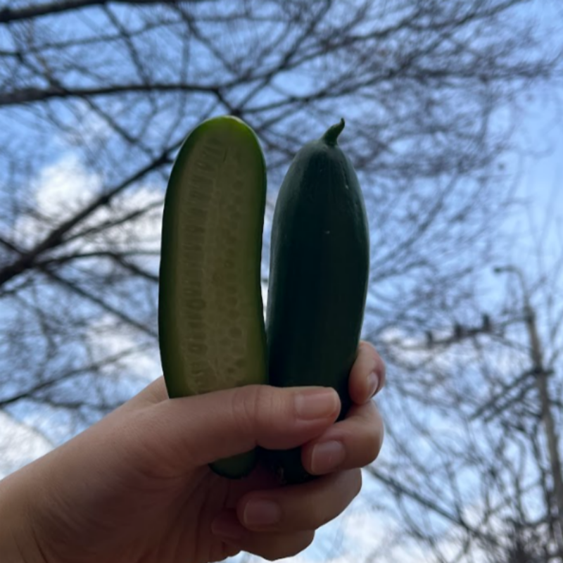 자연가득 아삭아삭 국내산 미니오이 스낵오이 500g-2kg - 메인 이미지