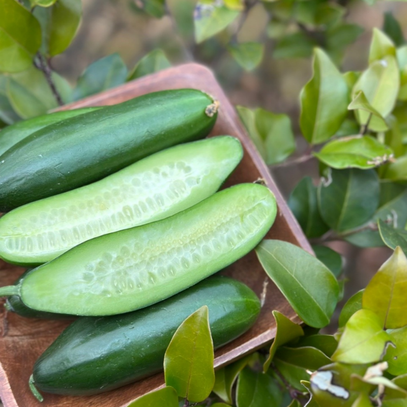 자연가득 아삭아삭 국내산 미니오이 스낵오이 500g-2kg - 상세 이미지 3