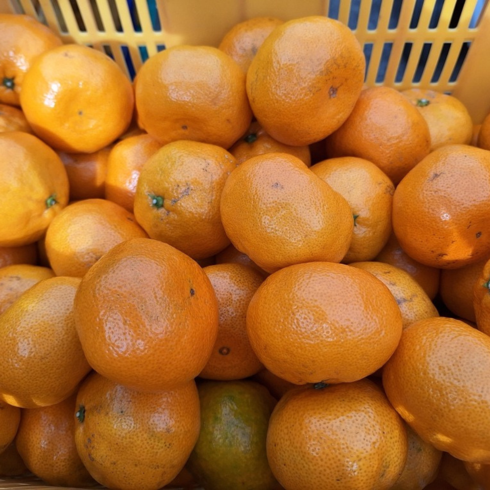 제주 귤 10kg 5kg 효돈 타이벡감귤 노지 만다린 불로초 홍매향 황금향 카라향 비가림