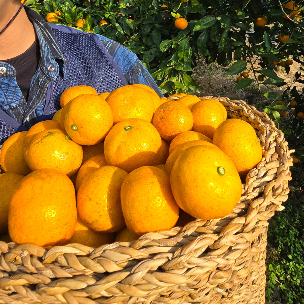 제주 귤 10kg 5kg 효돈 타이벡감귤 노지 만다린 불로초 홍매향 황금향 카라향 비가림