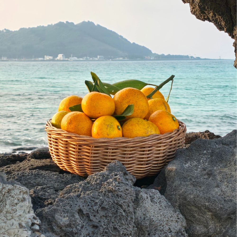 제주 귤 10kg 5kg 효돈 타이벡감귤 노지 만다린 불로초 홍매향 황금향 카라향 비가림