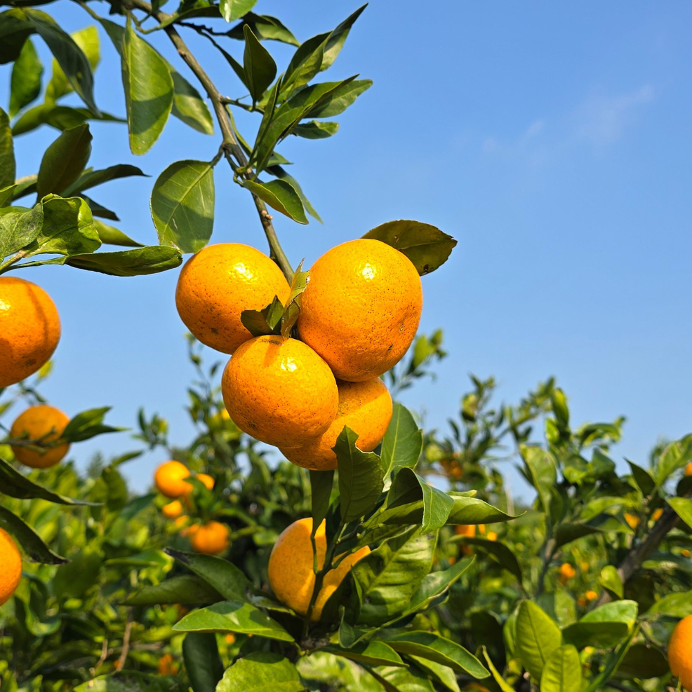 제주 귤 10kg 5kg 효돈 타이벡감귤 노지 만다린 불로초 홍매향 황금향 카라향 비가림