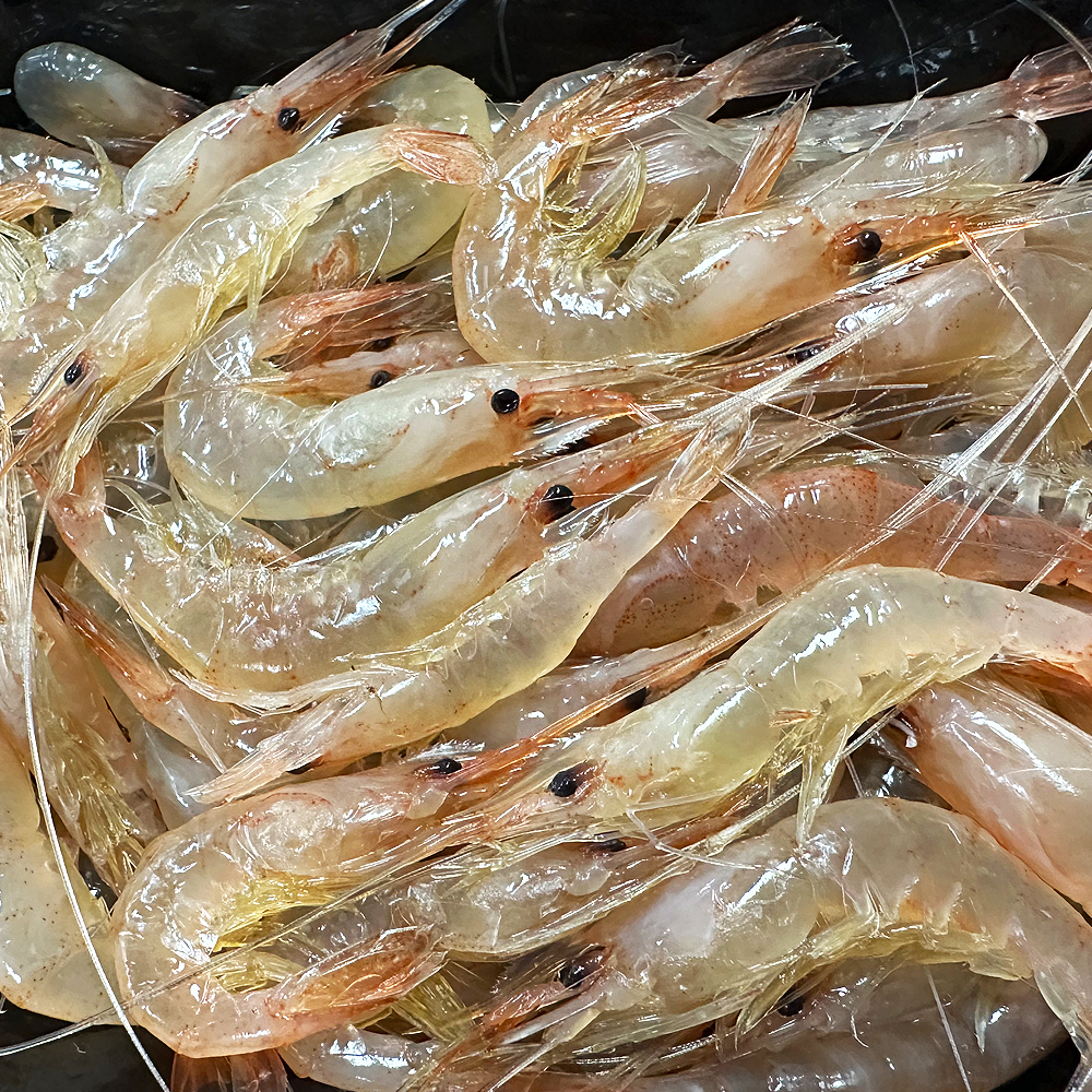 싱싱한 이소새우 감성돔 돌돔 참돔 미끼 1팩 약50g 민물새우 대체미끼 - 상세 이미지 3
