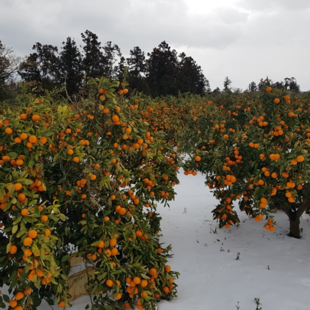 제주 귤 10kg 5kg 효돈 타이벡감귤 노지 만다린 불로초 홍매향 황금향 카라향 비가림