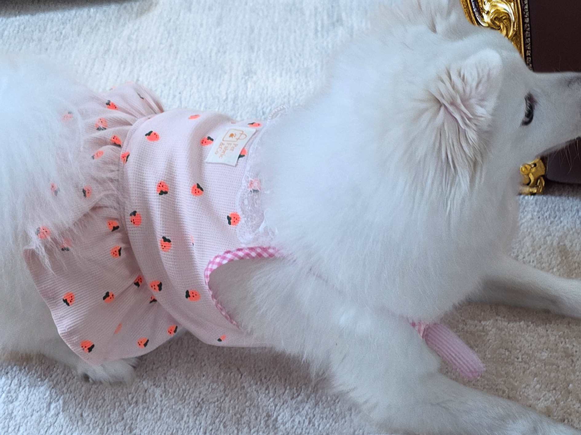 강아지 원피스 딸기 패턴 레이스 체크 핑크 애견옷 소형견 중형견 의류 - 상세 이미지 4