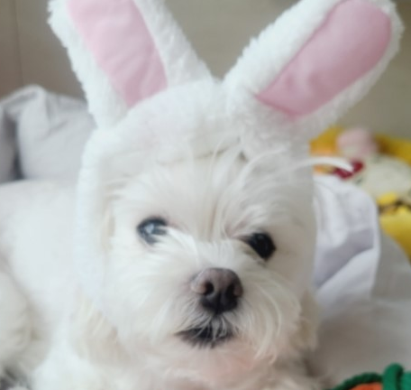 강아지 고양이 반려동물 토끼귀모자 곰돌이모자 - 상품 이미지