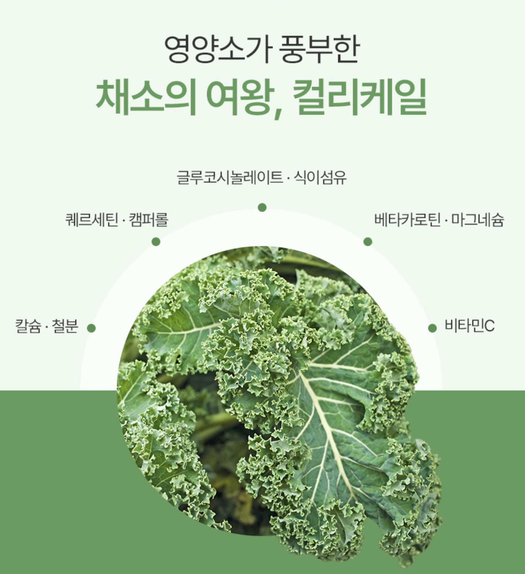 곱슬케일 분말 효능 폴리페놀 추출물 동결건조 컬리케일 - 상세 이미지 3