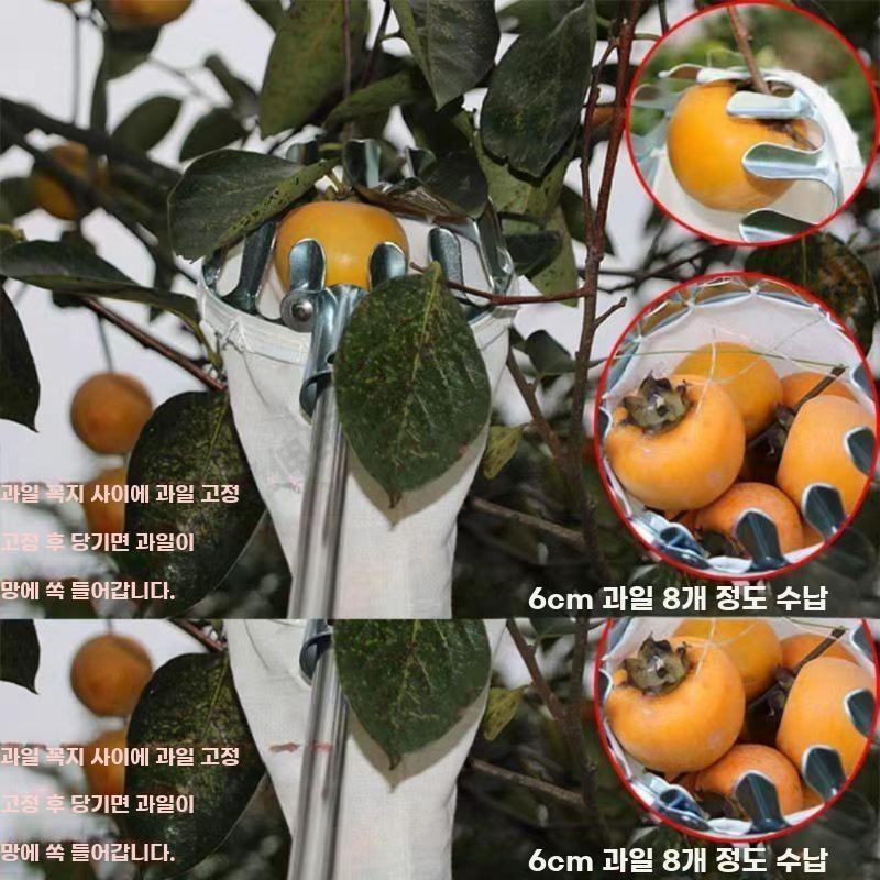 과일 압화 고지대 복숭아 화이트 1개 따는 장대 대추 - 상세 이미지 2