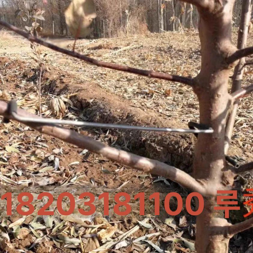 고정기 사과나무 고정클립 농자재 고정 가지유인기 부품 개량형 유인추 개선형 개선형 36t 100개 - 상세 이미지 3