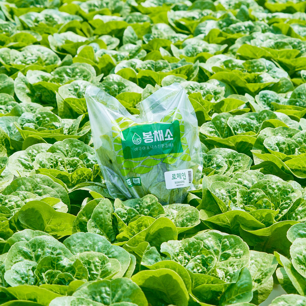 무농약 아쿠아포닉스 농법 유러피안 샐러드 야채 봉채소 1kg, 1개 이미지 2