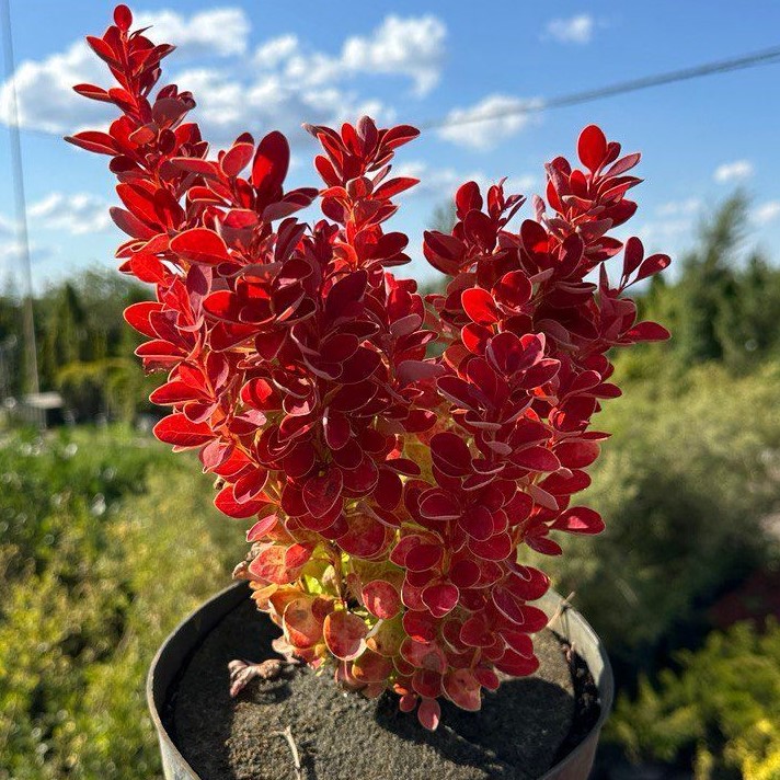 매자나무 오렌지아이스 P9포트 직립매자 제품 이미지