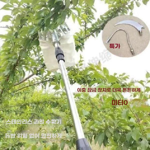 과일 압화 고지대 복숭아 화이트 1개 따는 장대 대추 - 상세 이미지 3