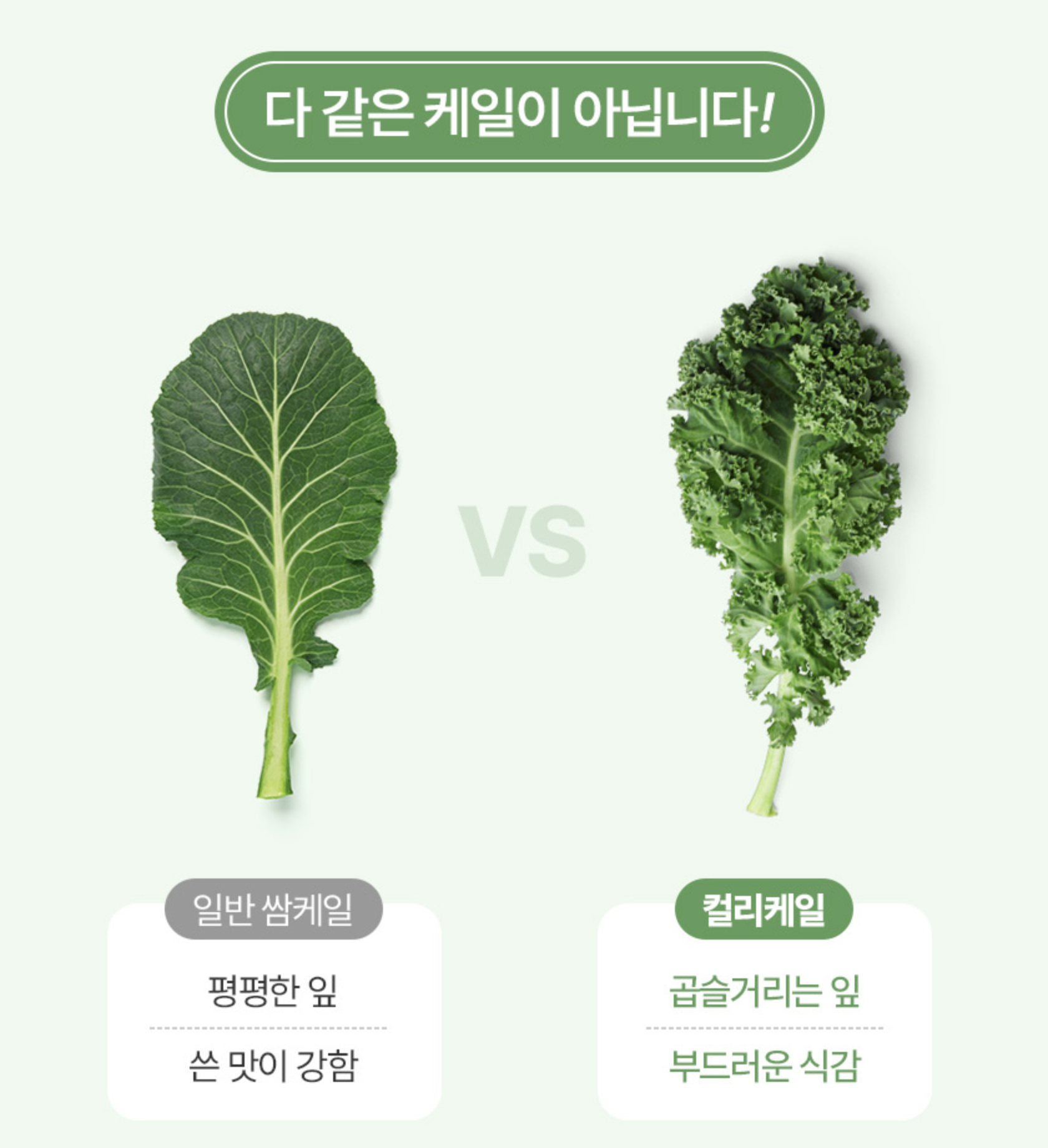 곱슬케일 분말 효능 폴리페놀 추출물 동결건조 컬리케일 - 상세 이미지 5