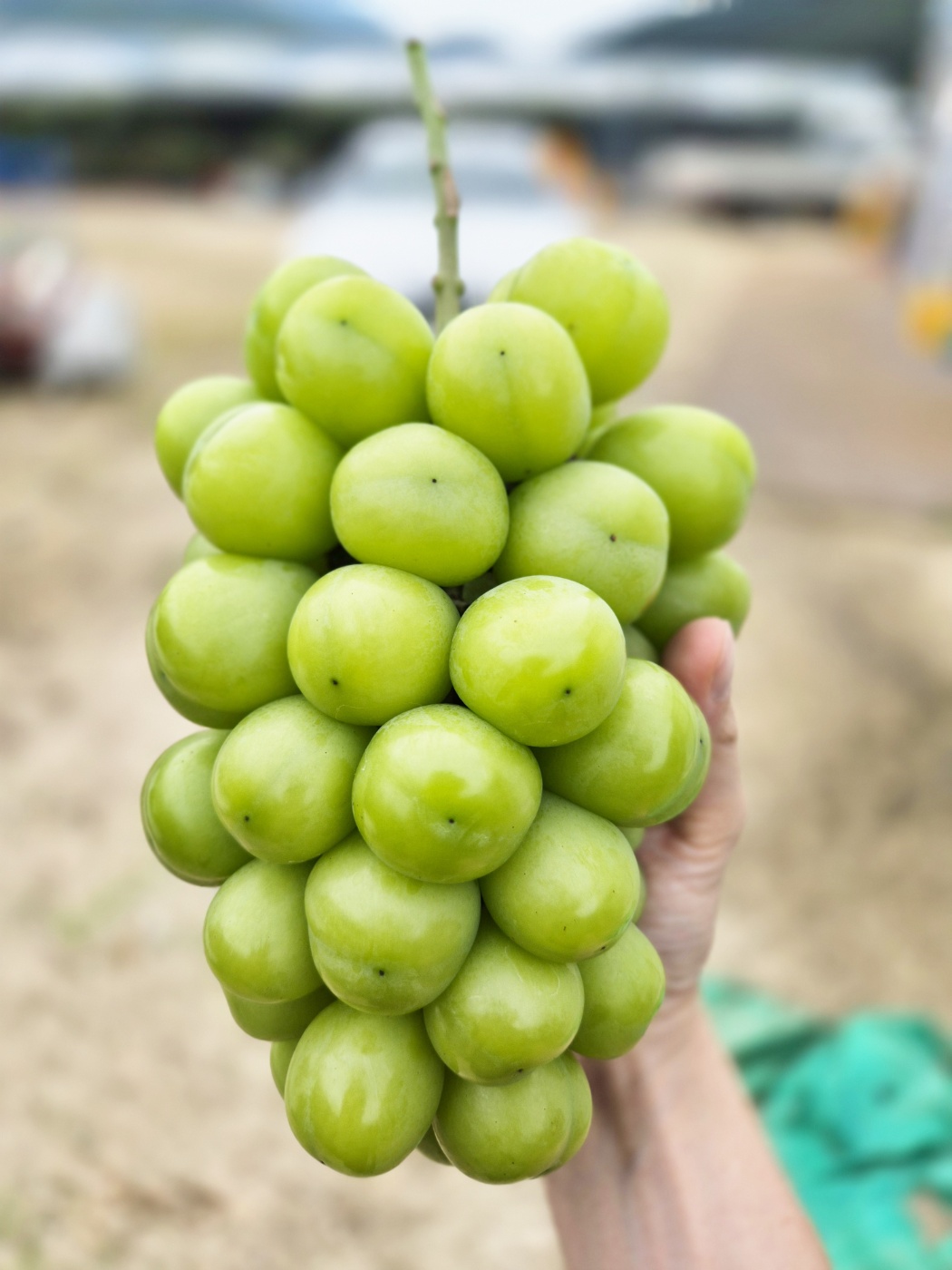 고당도 상주 샤인머스켓 2kg 망고 포도 특품 선물용 가정용 농장직영 - 상품 이미지