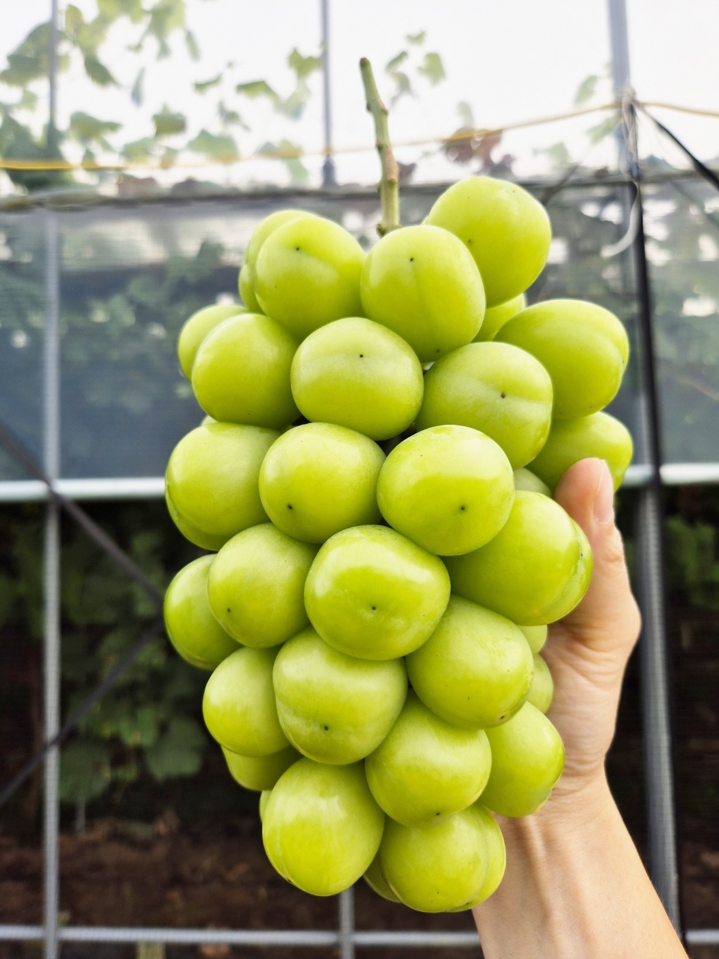 고당도 상주 샤인머스켓 2kg 망고 포도 특품 선물용 가정용 농장직영 - 상세 이미지 3