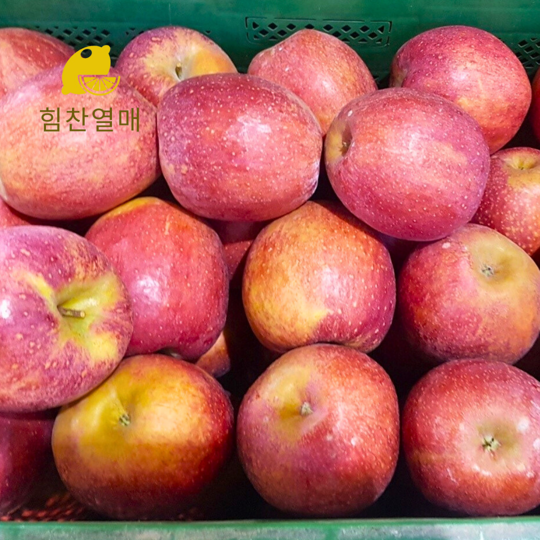 힘찬열매 감홍사과 가정용 못난이 경북 햇 사과 - 상품 이미지
