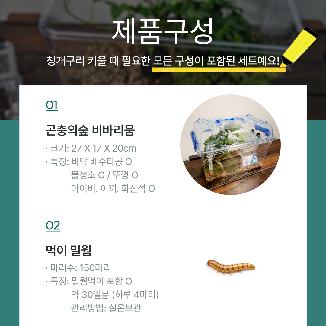 하이밀 청개구리 키우기 곤충의숲 비바리움 먹이포함 올인원 풀세트 - 상세 이미지 5