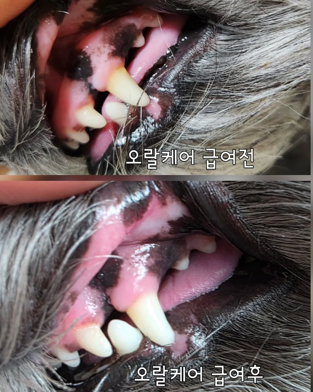 닥터뮨 오랄케어 강아지 고양이 구강 영양제 이빨 치석 치태 입냄새 면역력 - 상세 이미지 3