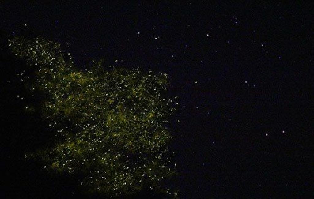 보홀 반딧불 투어 아반탄강 세군데 방문 육상투어 동남아 자유여행 호텔 픽드랍