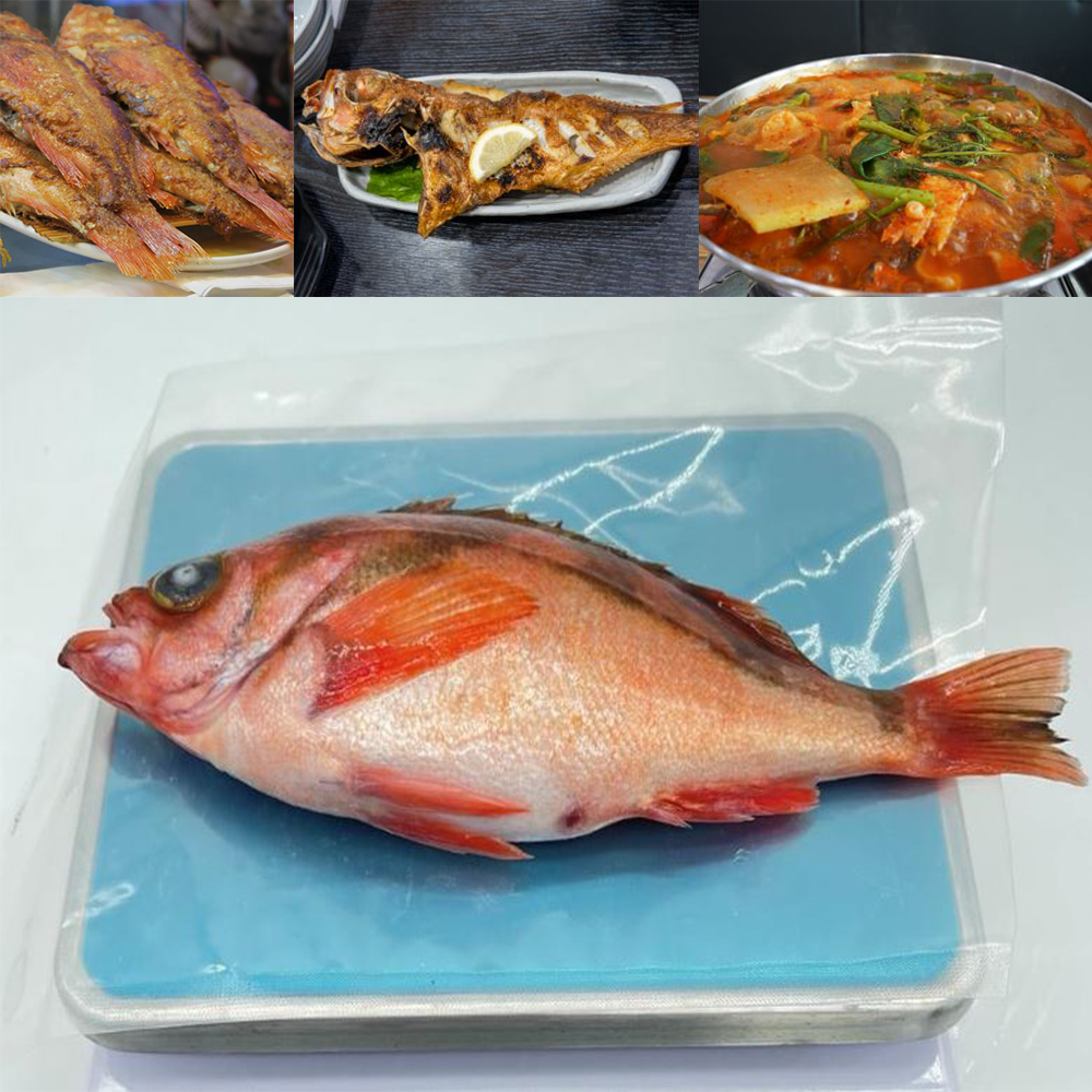 부드러운 담백 볼락 1kg 급냉 독도산 신선 생선 - 상품 이미지