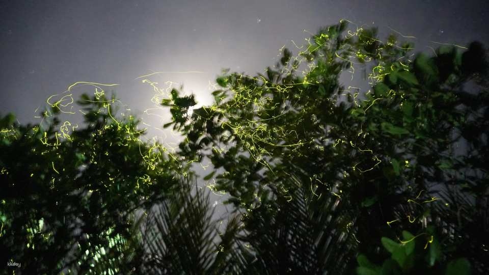 보홀 반딧불 투어 아반탄강 세군데 방문 육상투어 동남아 자유여행 호텔 픽드랍