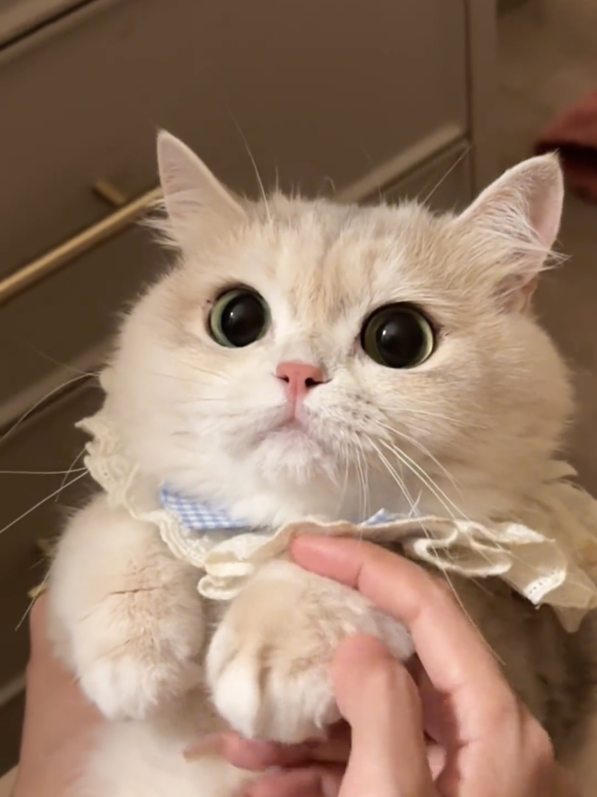 스카프 고양이 리본 애완견악세사리 반려묘 고양이목걸이 턱받이 스윗 블루 보우 XS - 상품 이미지