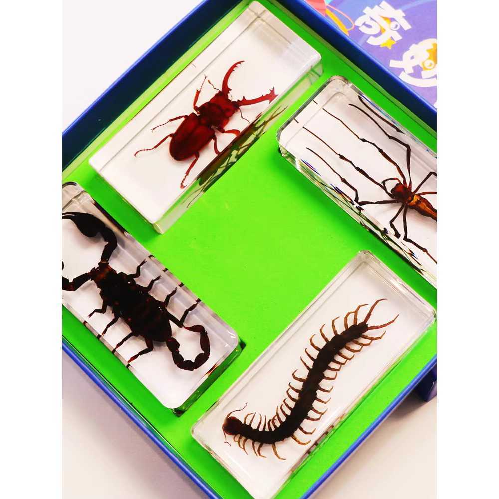 나비 박제 표본 인테리어 장식 교육용 전시 관찰용 바다 12종 + 보관함 - 상세 이미지 3