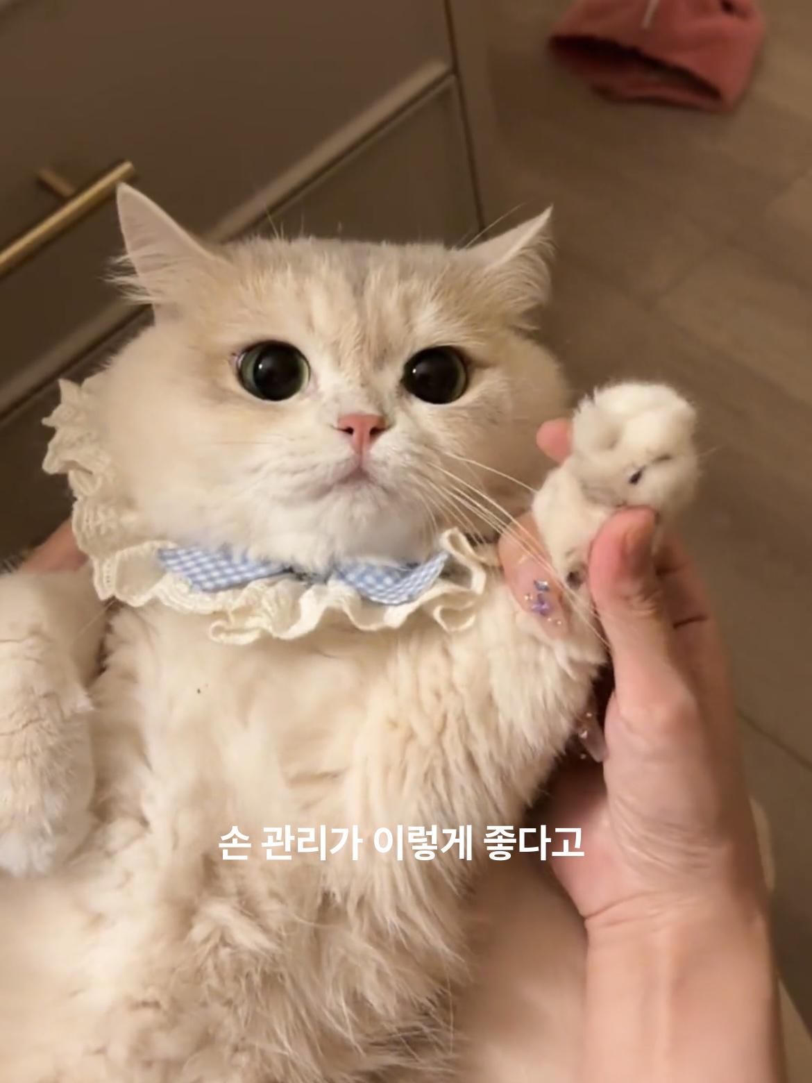 스카프 고양이 리본 애완견악세사리 반려묘 고양이목걸이 턱받이 스윗 블루 보우 XS - 상세 이미지 5