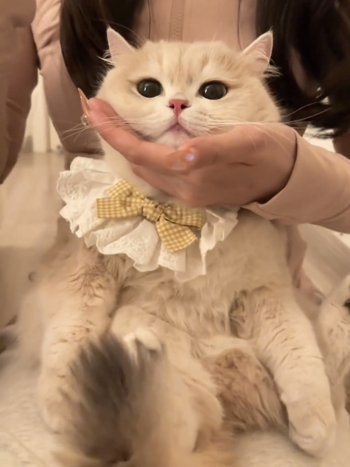 스카프 고양이 리본 애완견악세사리 반려묘 고양이목걸이 턱받이 스윗 블루 보우 XS - 상세 이미지 2